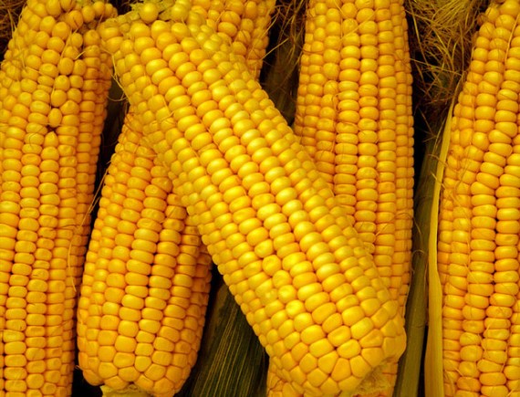 corn